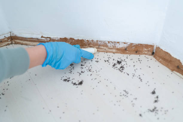 Best Wasp Removal Services  in Cedar Grove, WI